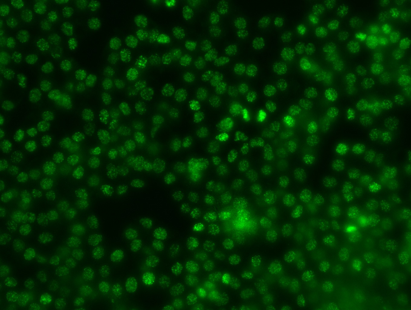 徳島大学大学院医歯薬学研究部 保健科学部門 放射線科学系 医用理工学分野 森田先生